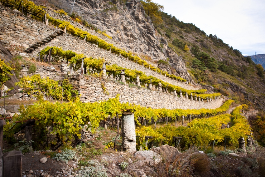 высокогорное вино в европе. монблан, курмайор, шамони, дегустация и гастномические туры