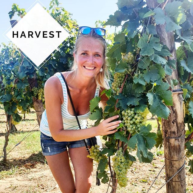 harvest and wine tasting in aosta
